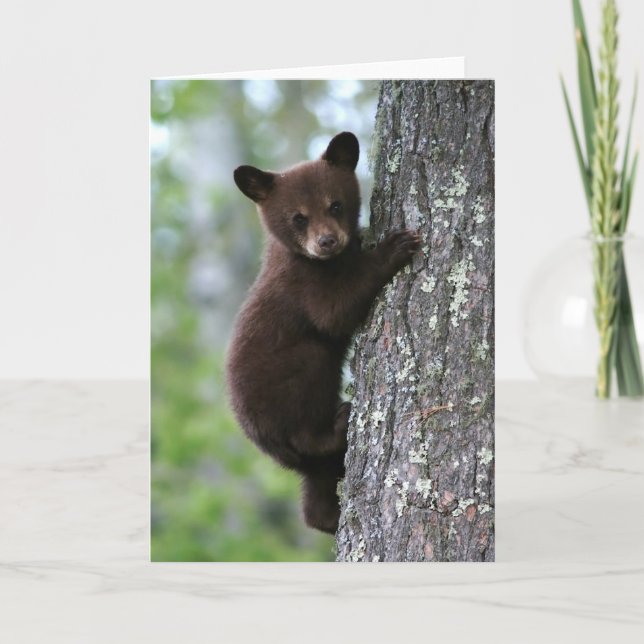 Bear Cub Climbing a Tree Card (Front)