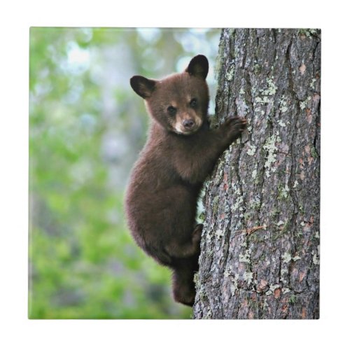 Bear Cub Climbing a Tree Ceramic Tile