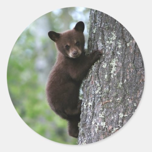 Bear Cub Climbing a Tree Classic Round Sticker