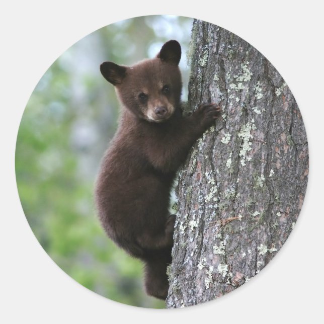 Bear Cub Climbing a Tree Classic Round Sticker (Front)