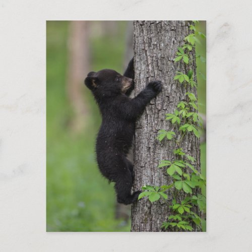Bear Cub Climbing a Tree Postcard