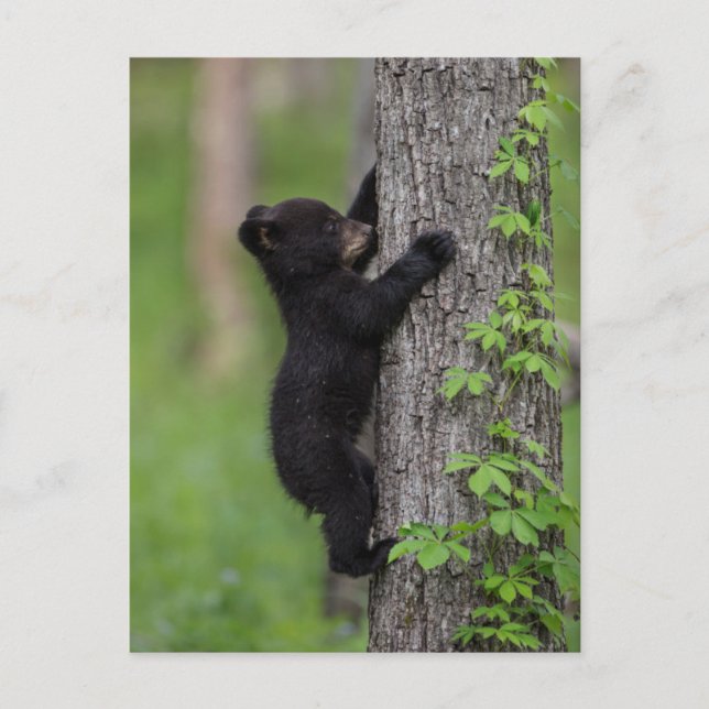 Bear Cub Climbing a Tree Postcard (Front)