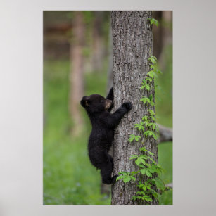 Bear Cub Climbing a Tree Poster