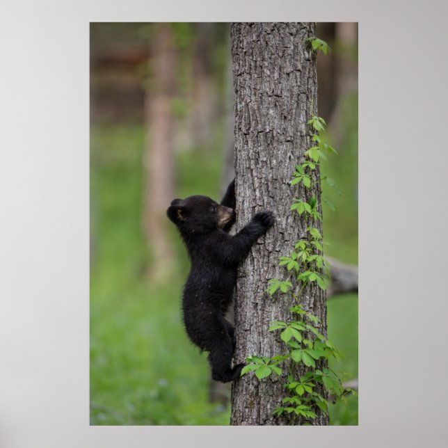 Bear Cub Climbing a Tree Poster (Front)