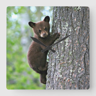 Bear Cub Climbing a Tree Square Wall Clock