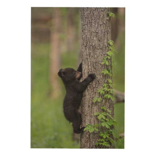 Bear Cub Climbing a Tree Wood Wall Decor