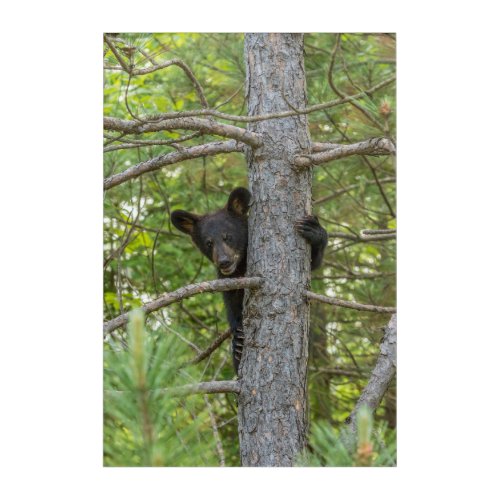 Bear Cub Climbing Tree Acrylic Print