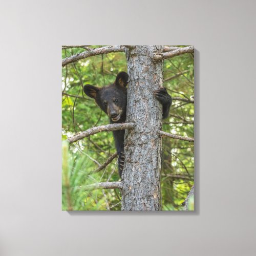Bear Cub Climbing Tree Canvas Print