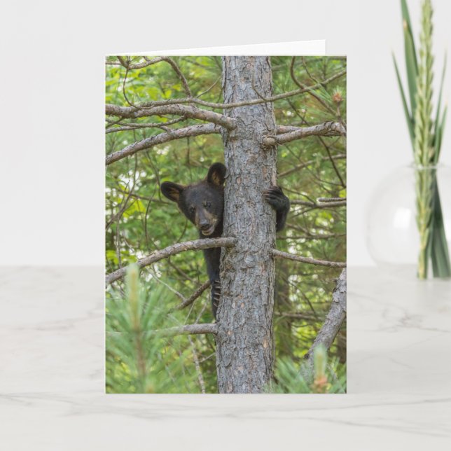 Bear Cub Climbing Tree Card (Front)