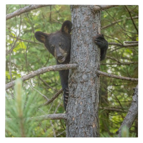 Bear Cub Climbing Tree Ceramic Tile