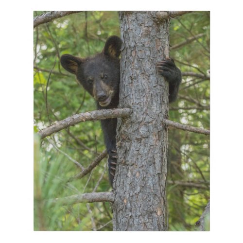 Bear Cub Climbing Tree Faux Canvas Print