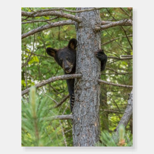 Bear Cub Climbing Tree Foam Board