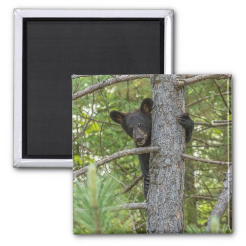 Bear Cub Climbing Tree Magnet