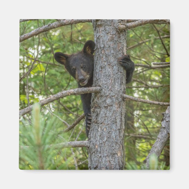 Bear Cub Climbing Tree Magnet (Front)