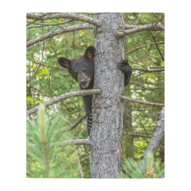 Bear Cub Climbing Tree Metal Print (Front)