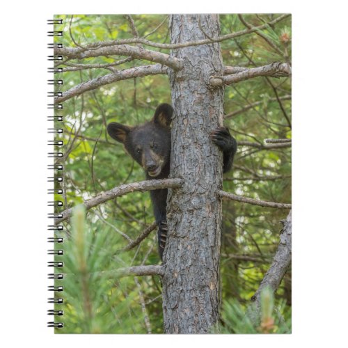 Bear Cub Climbing Tree Notebook