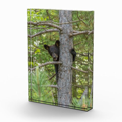 Bear Cub Climbing Tree Photo Block