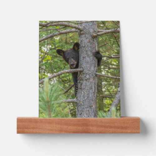 Bear Cub Climbing Tree Picture Ledge