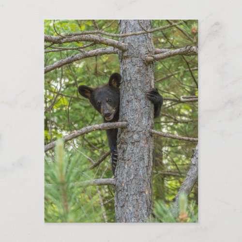 Bear Cub Climbing Tree Postcard