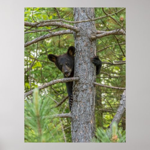 Bear Cub Climbing Tree Poster