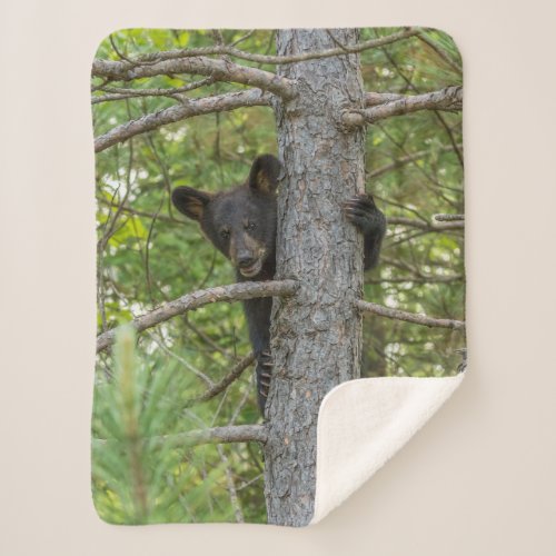 Bear Cub Climbing Tree Sherpa Blanket