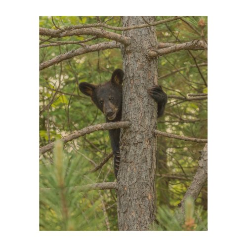 Bear Cub Climbing Tree Wood Wall Art