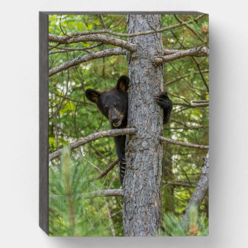 Bear Cub Climbing Tree Wooden Box Sign