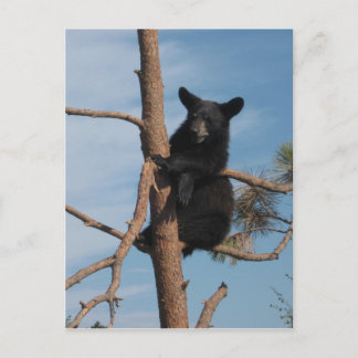 Bear Cub In A Tree Postcard