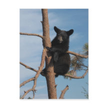 Bear Cub In A Tree