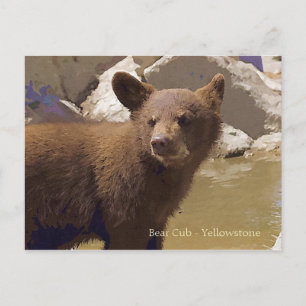 Bear Cub, Yellowstone Postcard