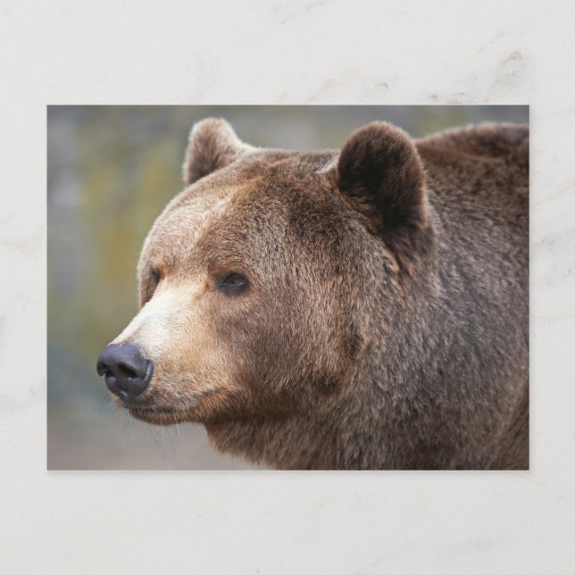 Bear Face Postcard (Front)