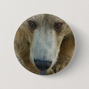 Bear Flair Button