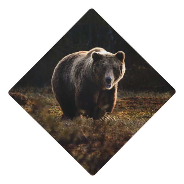 Bear Graduation Cap Topper (Front)