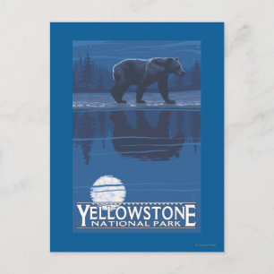 Bear in Moonlight - Yellowstone National Park Postcard