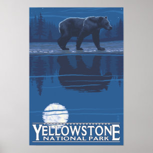Bear in Moonlight - Yellowstone National Park Poster