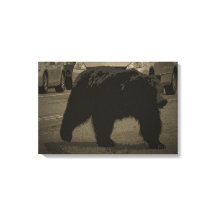 Bear in the Road Yellowstone National Park WY