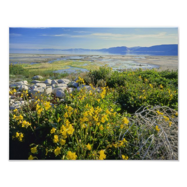 BEAR LAKE, UT, US, monkey-flower & tumbleweed, Photo Print (Front)