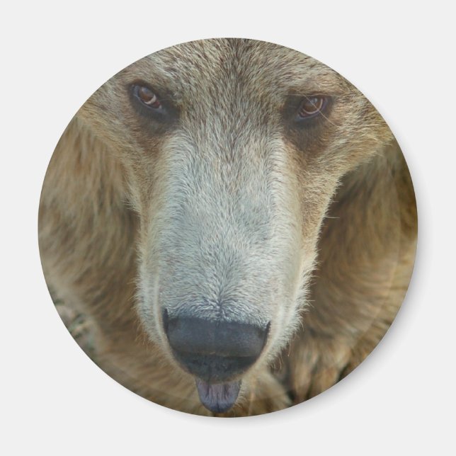 Bear Licking Magnet (Front)