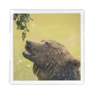 Bear Longing For Those Leaves Acrylic Tray