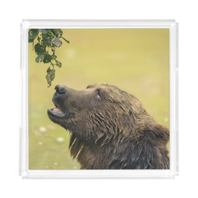 Bear Longing For Those Leaves Acrylic Tray (Front)