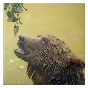 Bear Longing For Those Leaves Ceramic Tile