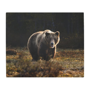 Bear Metal Print