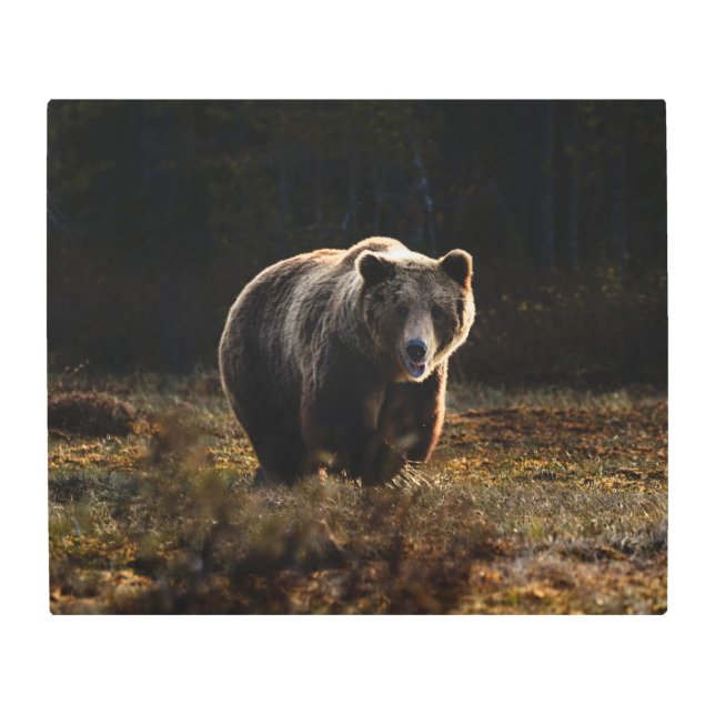 Bear Metal Print (Front)