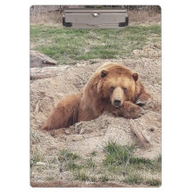 Bear Nap