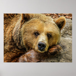 Bear Poster