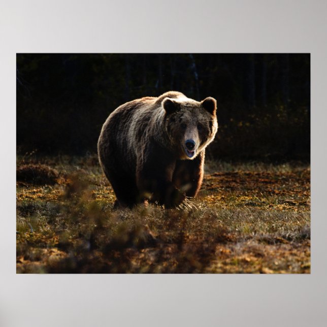 Bear Poster (Front)