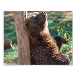 Bear Scratching Photo Print