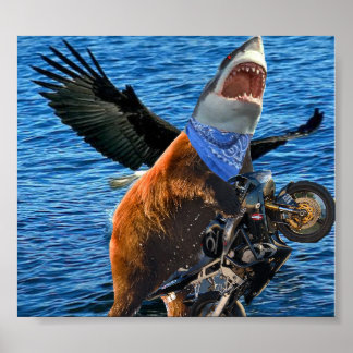 bear shark poster
