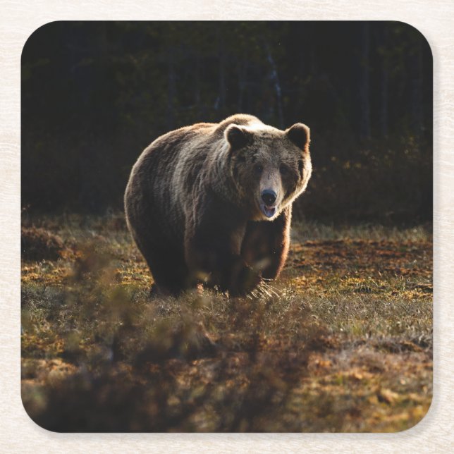 Bear Square Paper Coaster (Front)