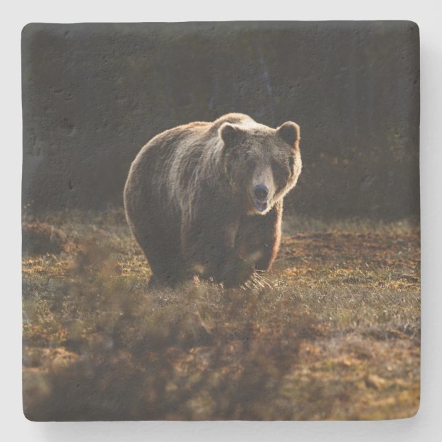 Bear Stone Coaster (Front)
